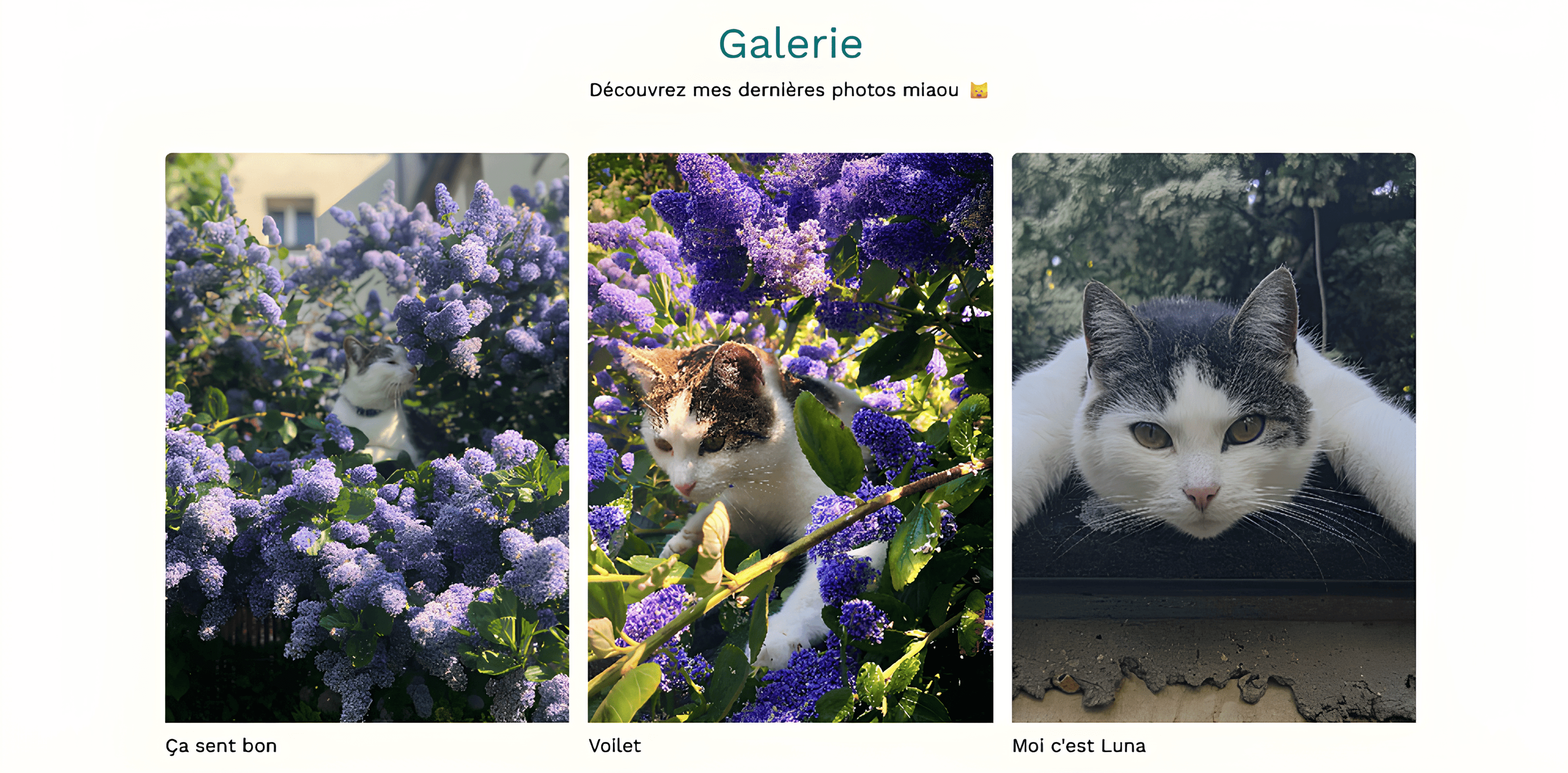 Aperçu projet portfolio